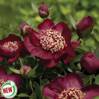 Nippon Beauty Peony Thumbnail